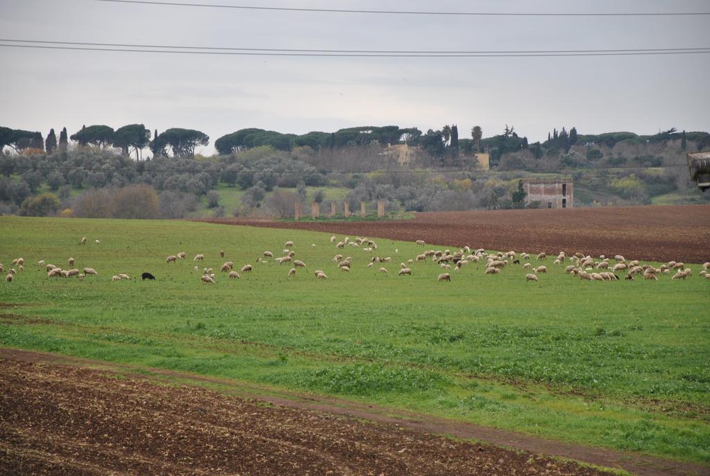 Pensión Casale Appio